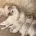 Bichon Frise