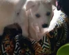Mixed Breed