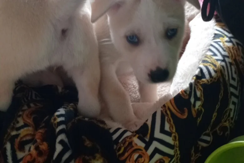 Mixed Breed