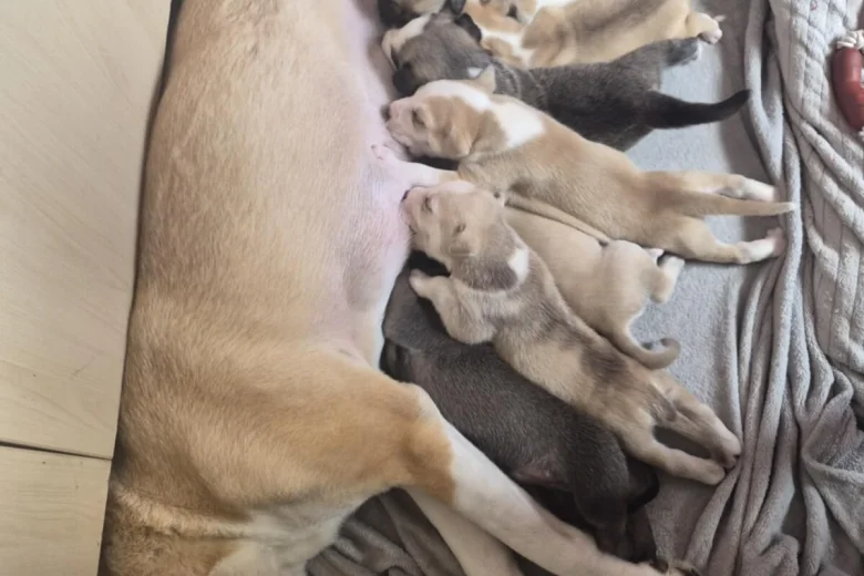 Mixed Breed