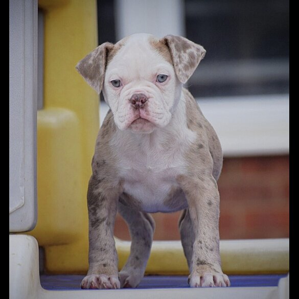 English Bulldog