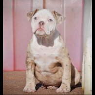 English Bulldog