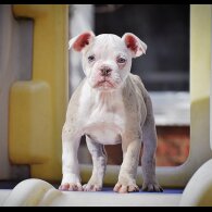 English Bulldog