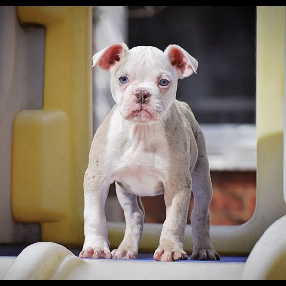 English Bulldog