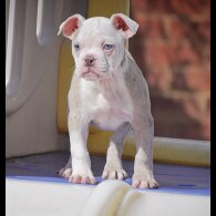 English Bulldog