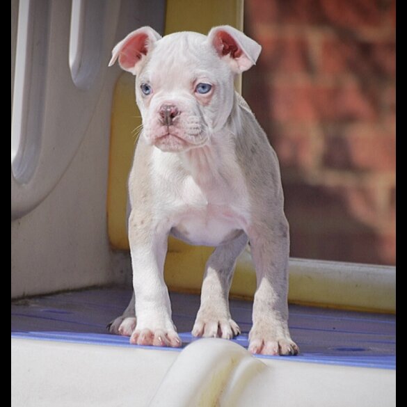 English Bulldog