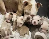 English Bulldog