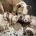 English Bulldog