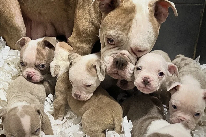 English Bulldog