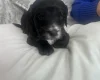 Sproodle