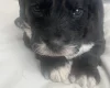 Sproodle