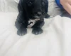 Sproodle