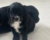Sproodle