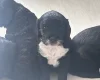 Sproodle