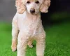 Sproodle