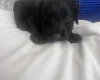 Sproodle