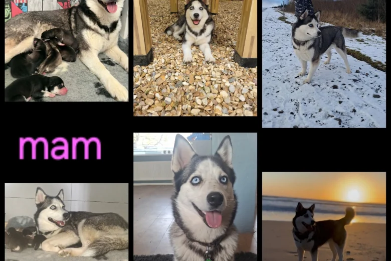Pomsky