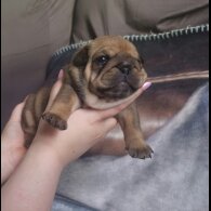 English Bulldog