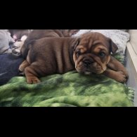 English Bulldog