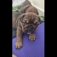 English Bulldog