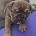 English Bulldog