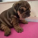 English Bulldog