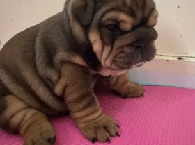 English Bulldog
