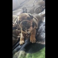 English Bulldog