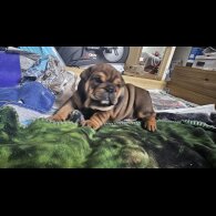 English Bulldog