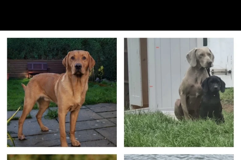 Labrador Retriever