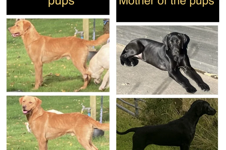 Labrador Retriever