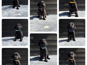 Labrador Retriever