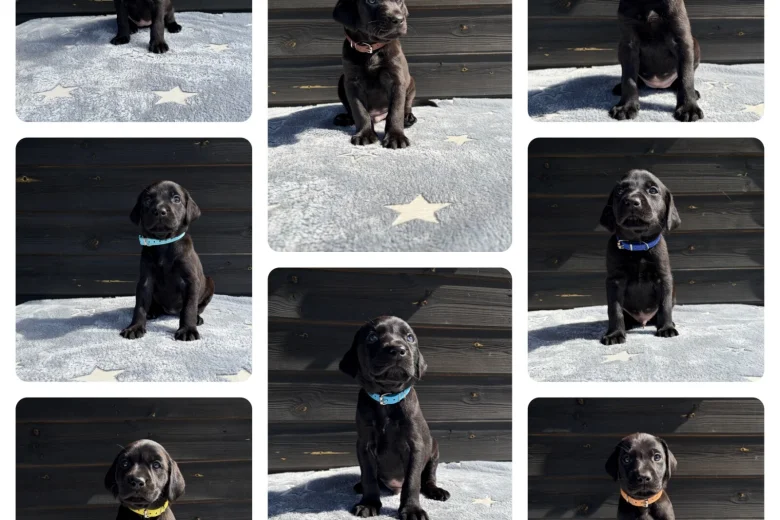 Labrador Retriever
