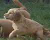 Cocker Spaniel (Working)