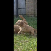 Cocker Spaniel (Working)