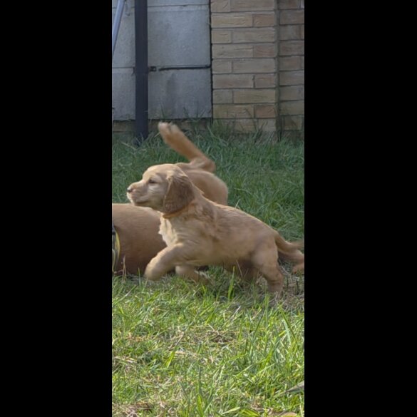 Cocker Spaniel (Working)