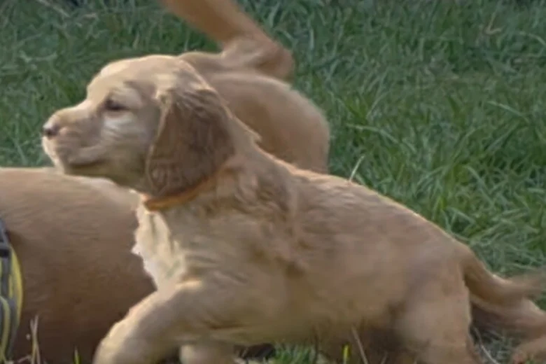 Cocker Spaniel (Working)