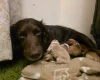 Cocker Spaniel (Working)