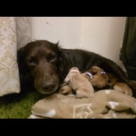 Cocker Spaniel (Working)