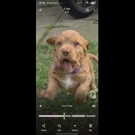 Cocker Spaniel (Working)