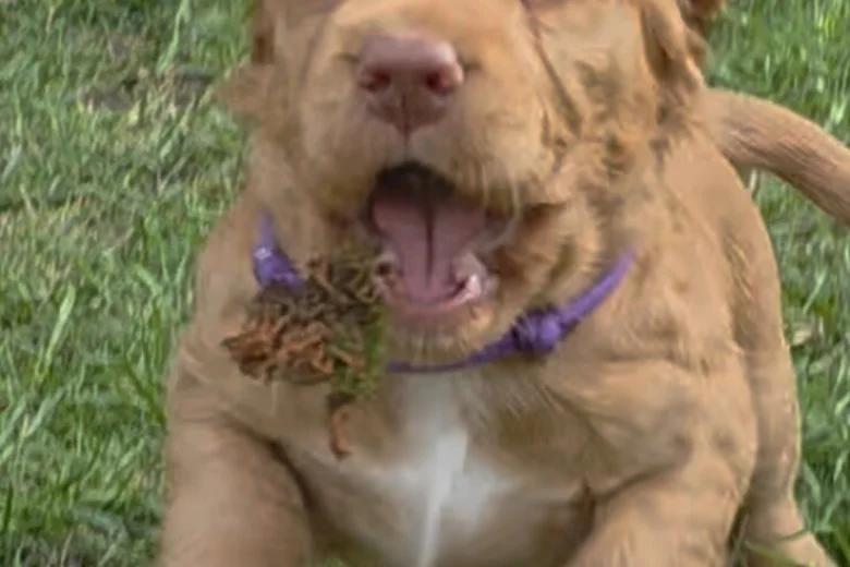 Cocker Spaniel (Working)