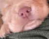 Cocker Spaniel (Working)
