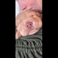 Cocker Spaniel (Working)