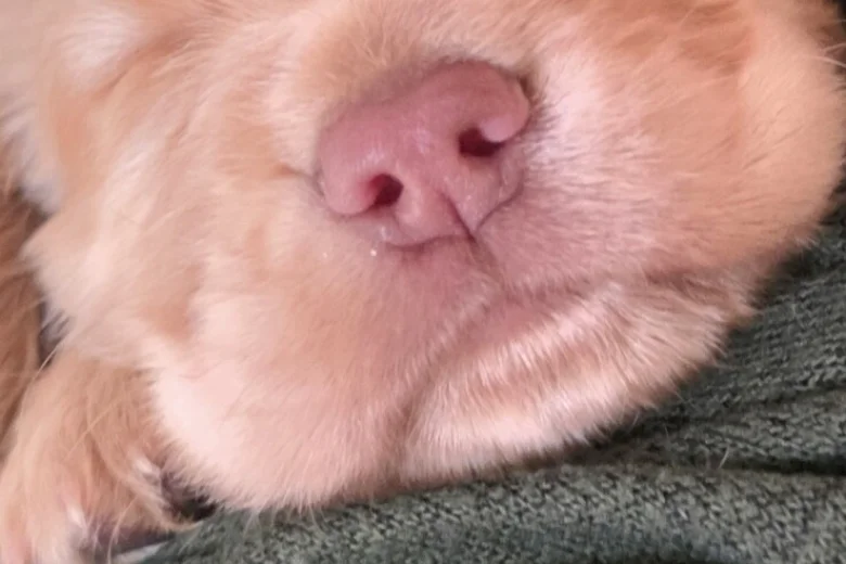 Cocker Spaniel (Working)