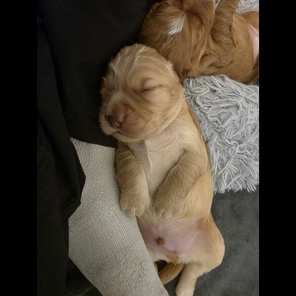 Cocker Spaniel (Working)