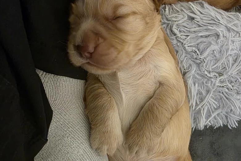 Cocker Spaniel (Working)