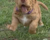 Cocker Spaniel (Working)