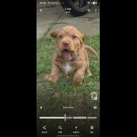 Cocker Spaniel (Working)