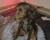 Cocker Spaniel (Working)