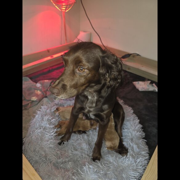 Cocker Spaniel (Working)